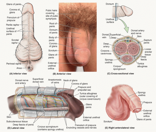 Circumcised Erect Penis 82