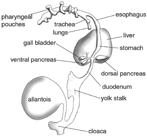 Development of the Endocrine Pancreas | Oncohema Key