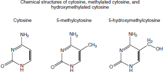 and dynamics of DNA methylation | Oncohema Key