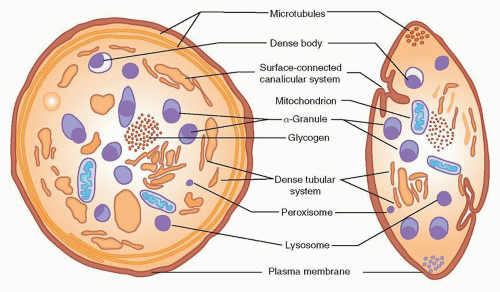 platelet structure