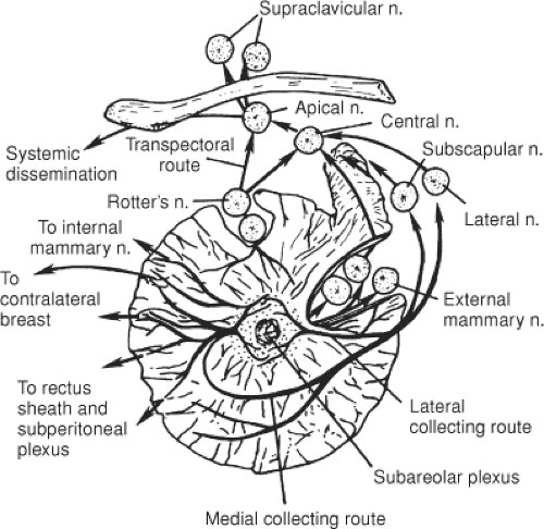 Lymphatic Drainage Of Breast Anatomy Of The Breast Springerlink
