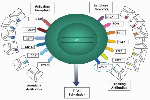 Cancer Of The Head And Neck: Targeted Molecular Therapy Of Head And ...