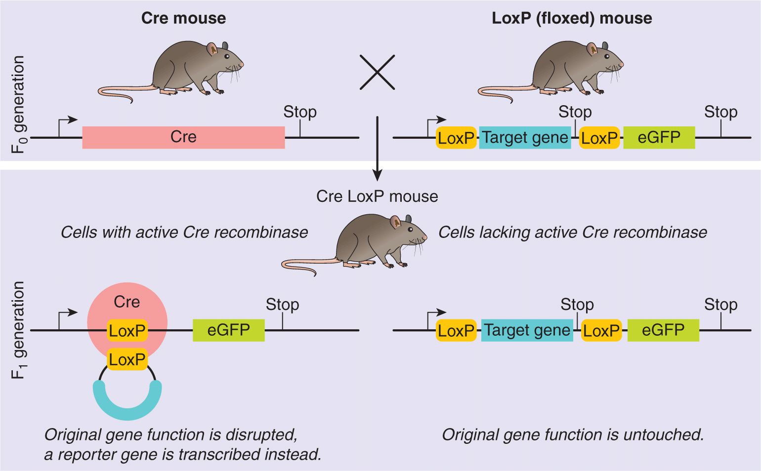 9mice рост. Cre Lox рекомбинация. Cre рекомбиназа. Cre Lox method. E3l transgenic Mice.