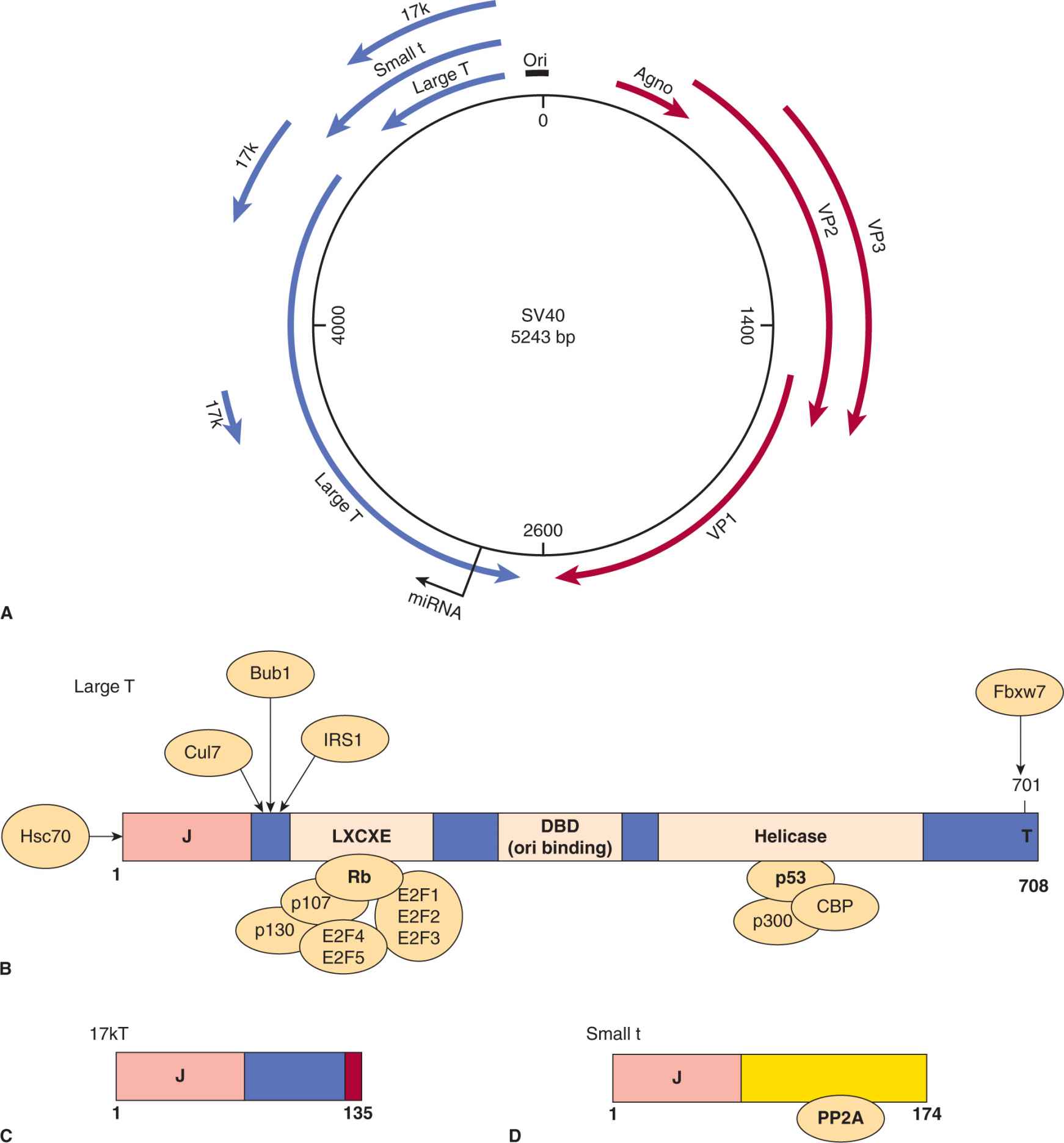 Oncogenic Viruses and Tumor Viruses | Oncohema Key