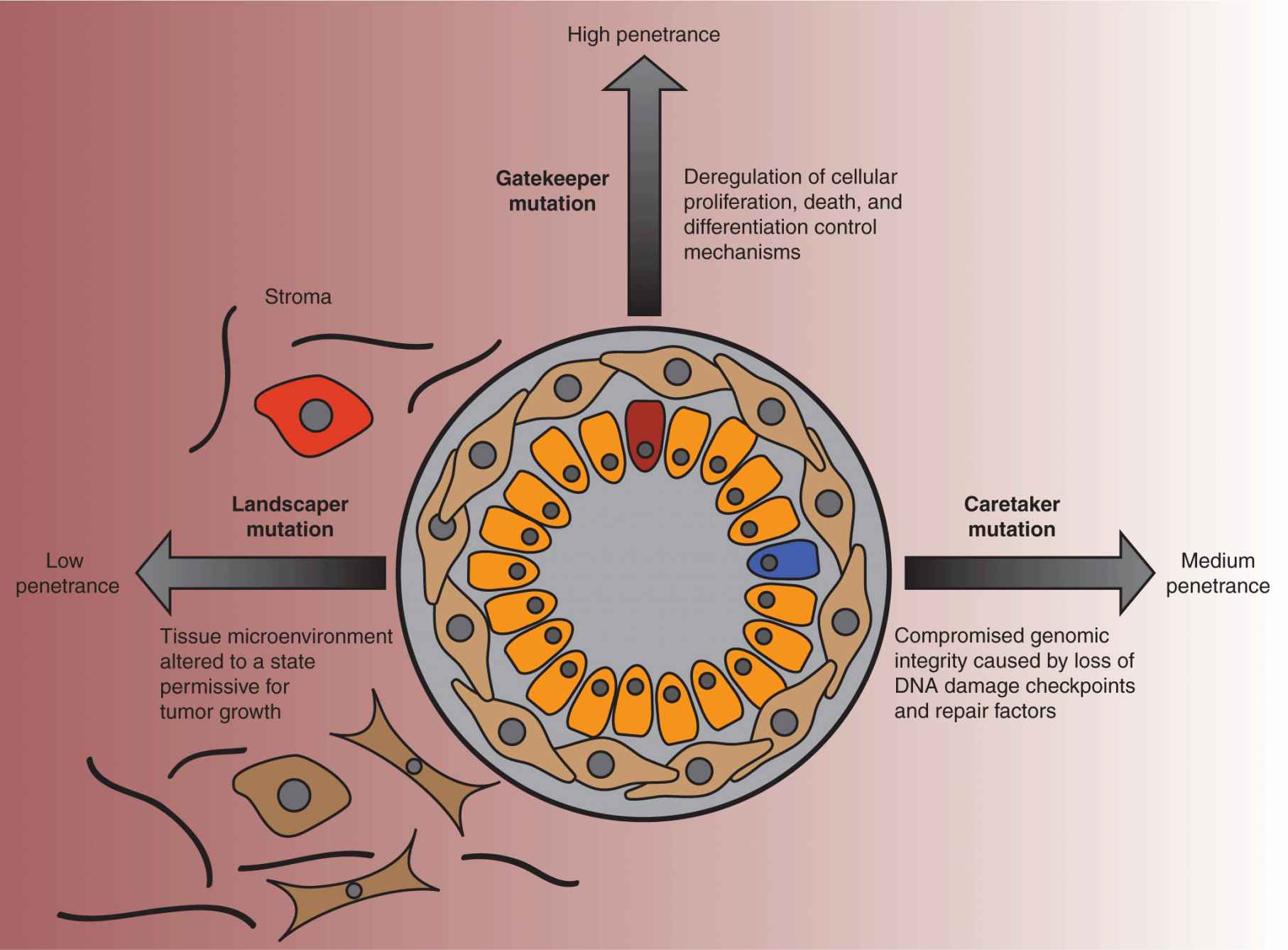 La génétique du cancer NCI