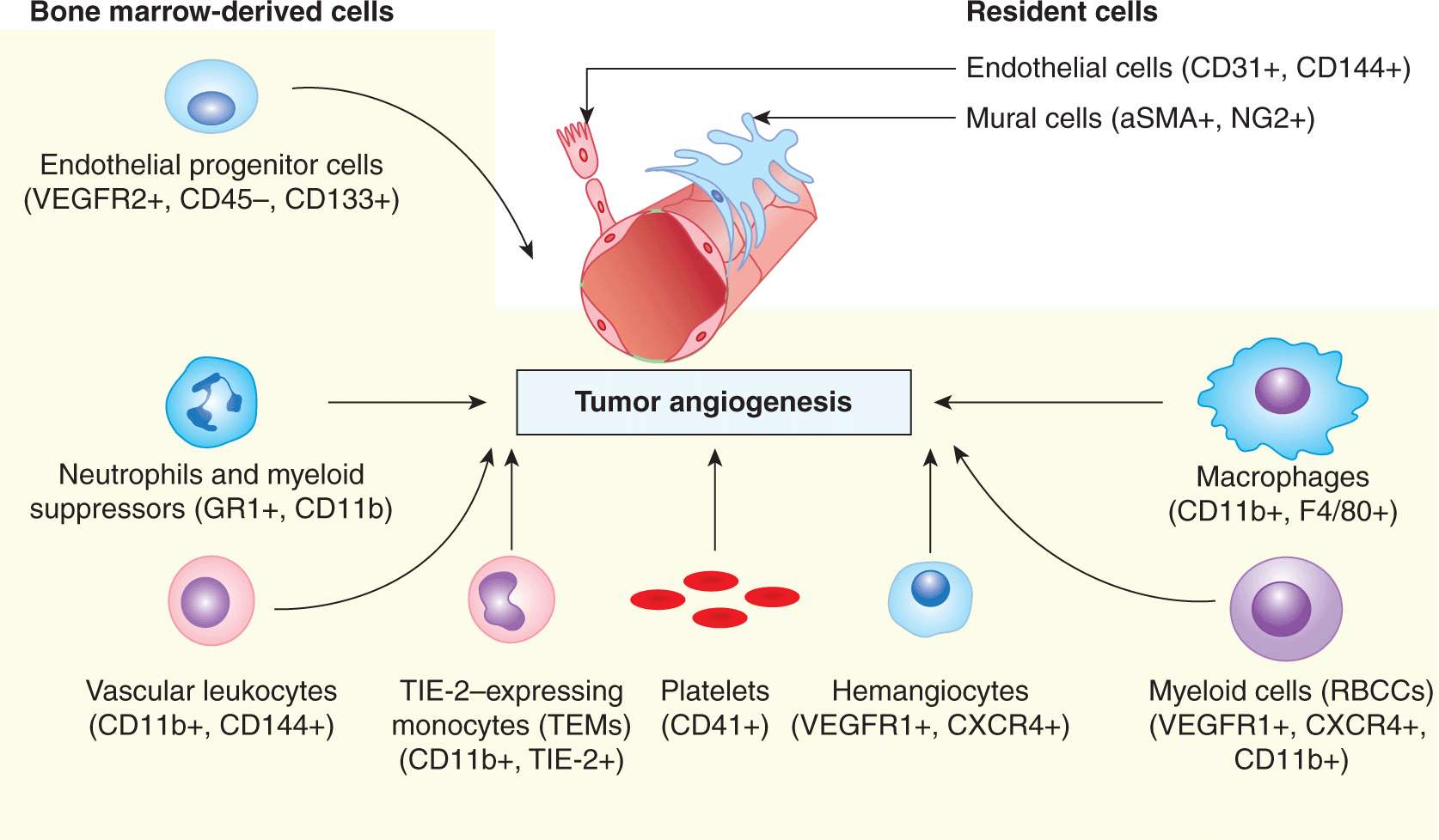 Angiogenesis | Oncohema Key