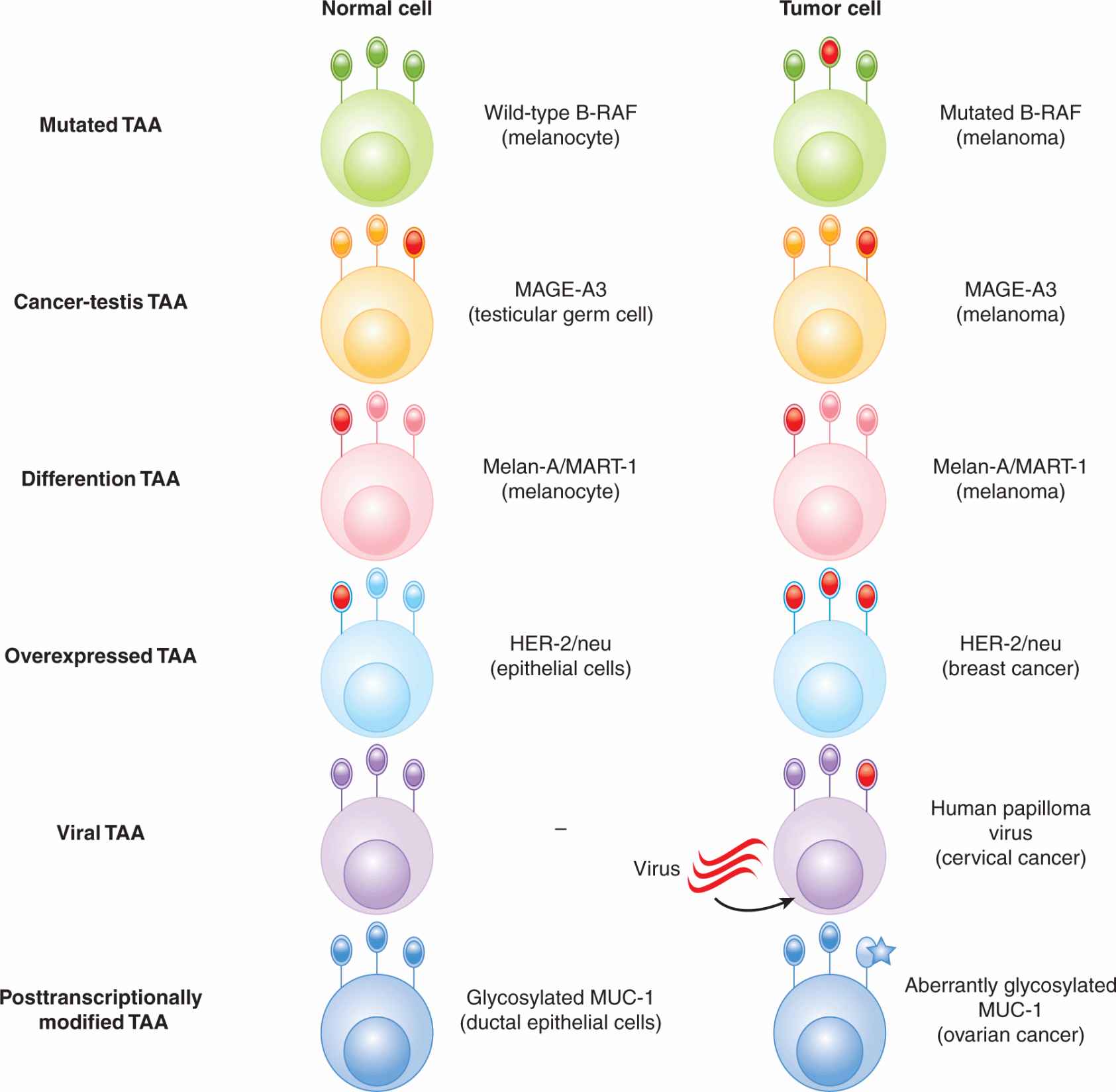 Tumor Antigens And Its Types at Christine Fredrickson blog