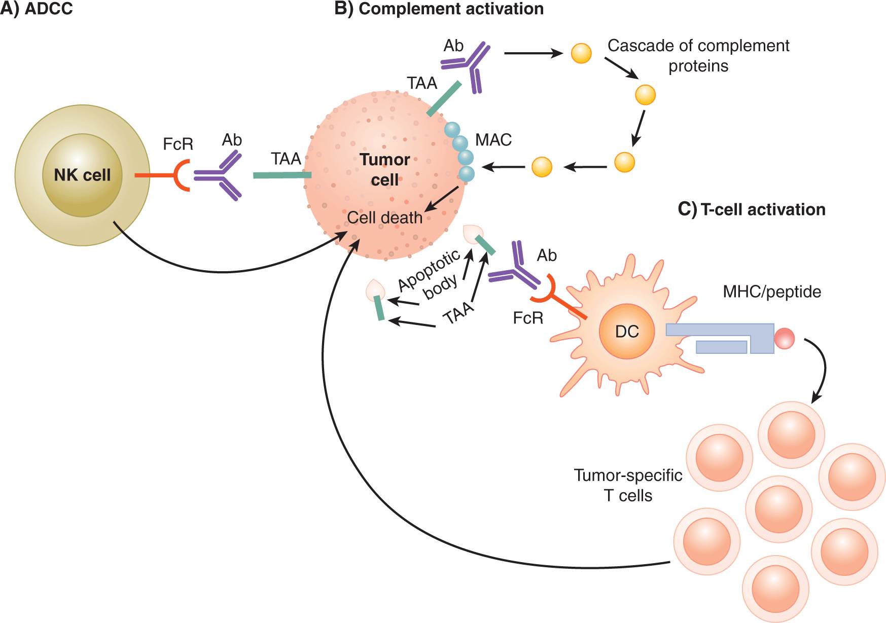 The Immune System and Immunotherapy | Oncohema Key