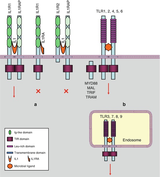 A315138_1_En_12_Fig1_HTML.jpg