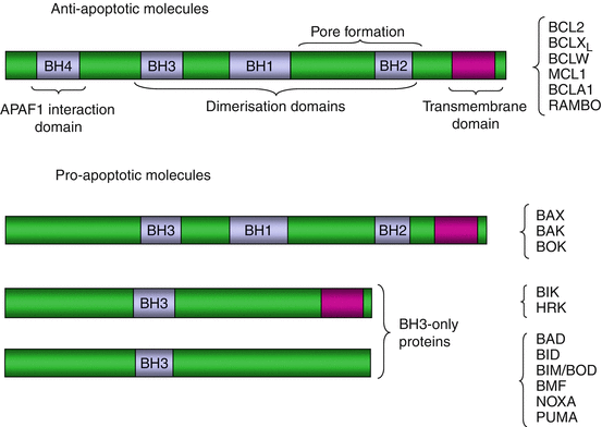 A315138_1_En_18_Fig3_HTML.gif