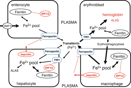 A317635_1_En_6_Fig5_HTML.gif