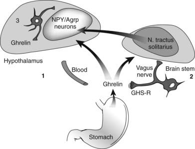 Regulation Of Growth Hormone And Action (Secretagogues) | Oncohema Key