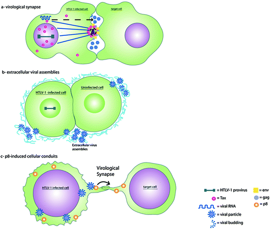 and Leukemogenesis: Virus–Cell Interactions in the Development of Adult ...