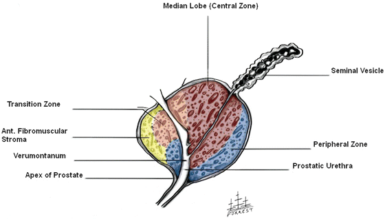 prostate gland zones