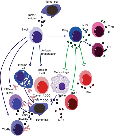 B Cells In Cancer Immunology: For Or Against Cancer Growth? | Oncohema Key