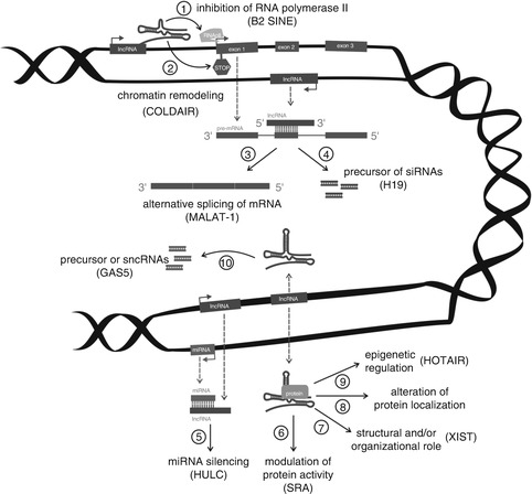 A311590_1_En_7_Fig1_HTML.jpg