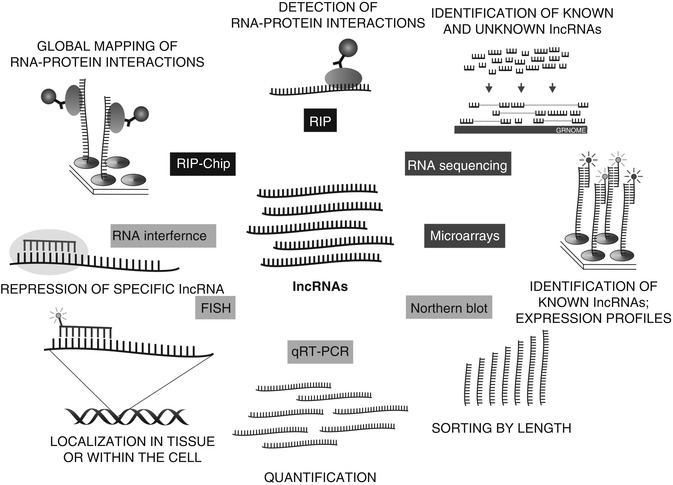 A311590_1_En_7_Fig2_HTML.jpg