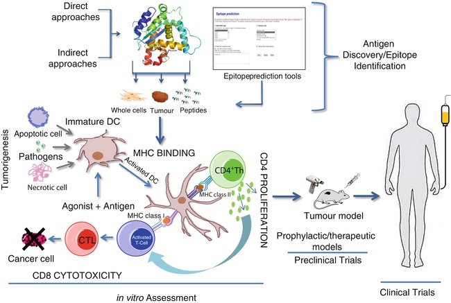 Figure 3 from Tumour antigens recognized by T lymphocytes: at the core of  cancer immunotherapy - Semantic Scholar
