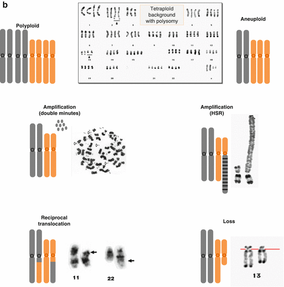 Basis for Molecular Genetics in Cancer | Oncohema Key