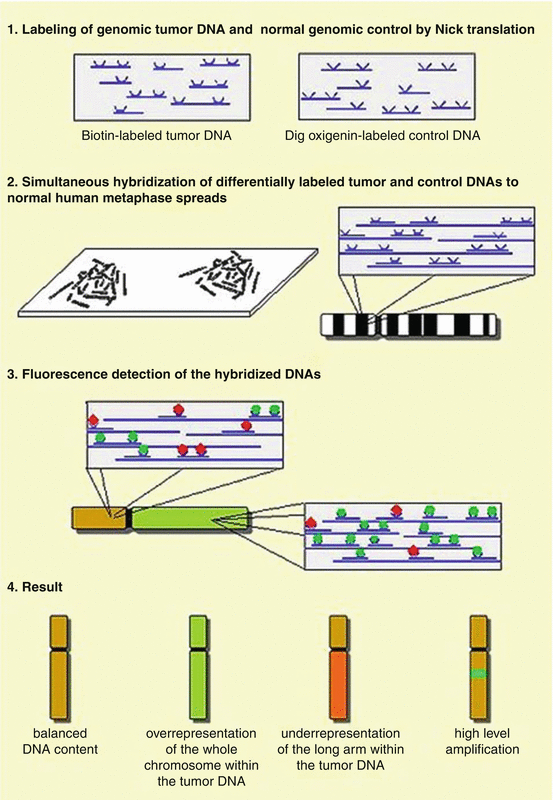 A323437_1_En_4_Fig3_HTML.gif