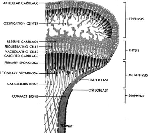 A78420_3_En_16_Fig2_HTML.jpg