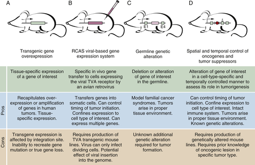 Comparison of mouse models reveals a molecular distinction between