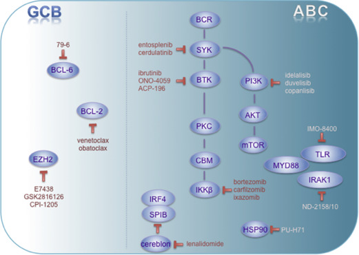 Molecular Classification Of Diffuse Large B-cell Lymphoma | Oncohema Key