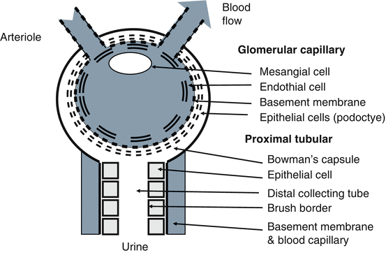 A331422_1_En_7_Fig2_HTML.gif