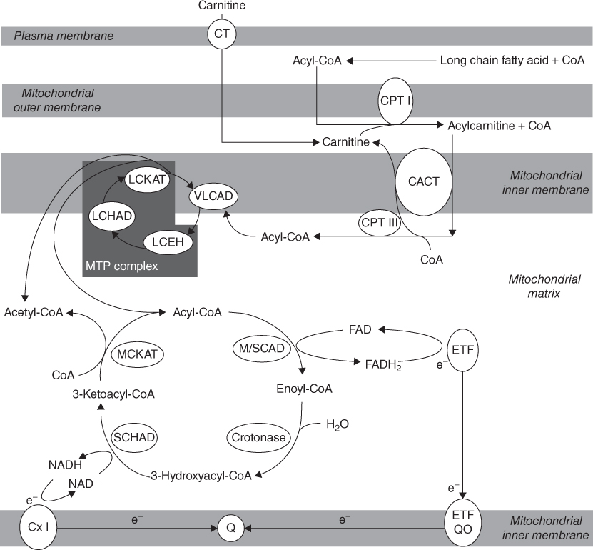 Carnitine Acylcarnitine Translocase Deficiency Diet To Go