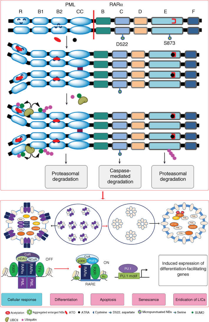 Differentiation therapy | Oncohema Key