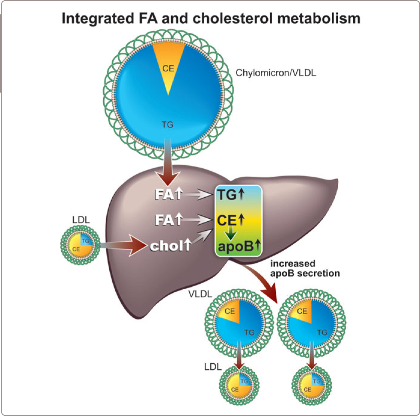 The Life History Of ApoB Lipoprotein Particles | Oncohema Key