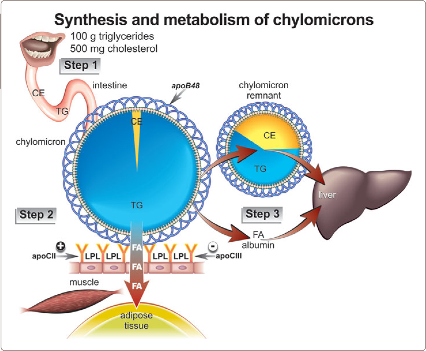 The Life History Of ApoB Lipoprotein Particles | Oncohema Key