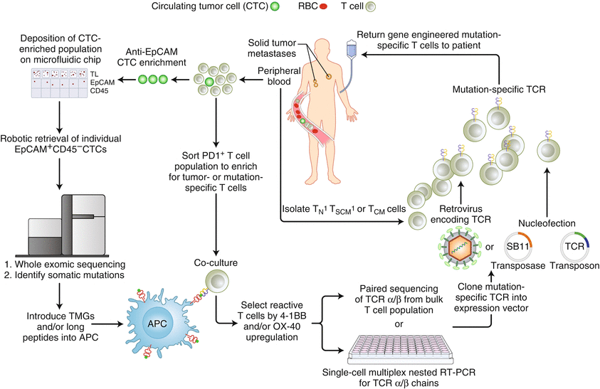 Adoptive Cell Therapy Of Gastric Cancer Oncohema Key