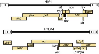 Human Immunodeficiency Viruses | Oncohema Key