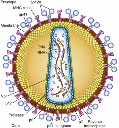 Human Immunodeficiency Viruses | Oncohema Key