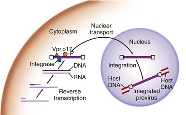 Human Immunodeficiency Viruses | Oncohema Key