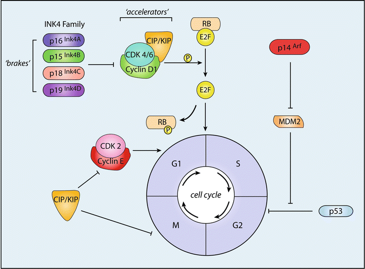 Molecular Biology Of Human Brain Tumors | Oncohema Key