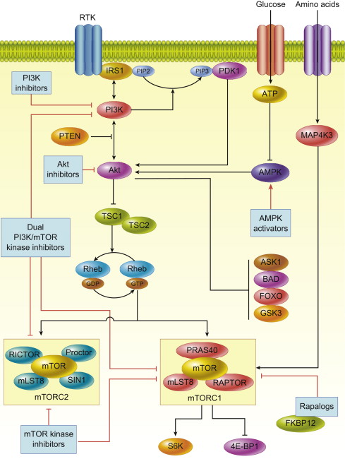 Targeting The PI3-Kinase/Akt/mTOR Signaling Pathway | Oncohema Key