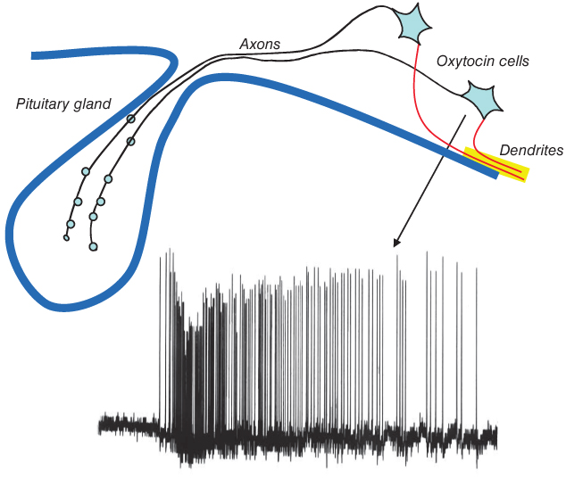 Modeling The Milk-Ejection Reflex | Oncohema Key