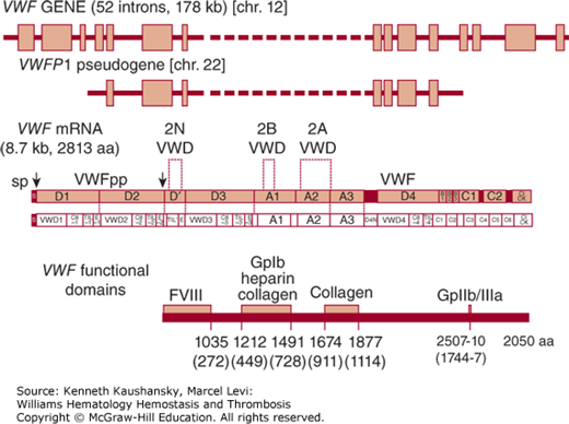 Von Willebrand Disease | Oncohema Key