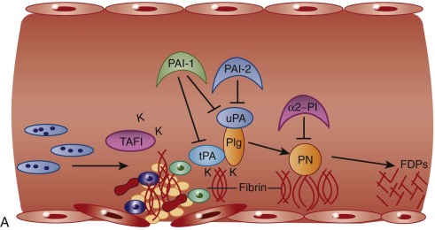 Molecular Basis Of Fibrinolysis | Oncohema Key