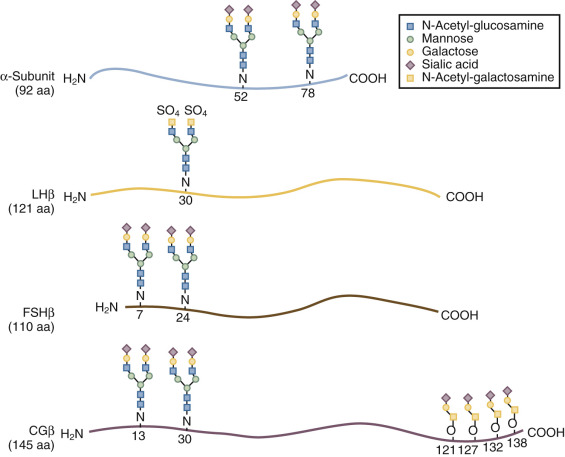 Gonadotropin Hormones And Their Receptors | Oncohema Key