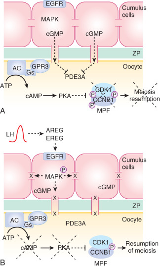 Ovarian Life Cycle | Oncohema Key