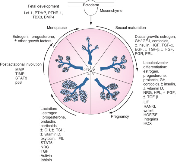 Breast Physiology: Normal And Abnormal Development And Function ...