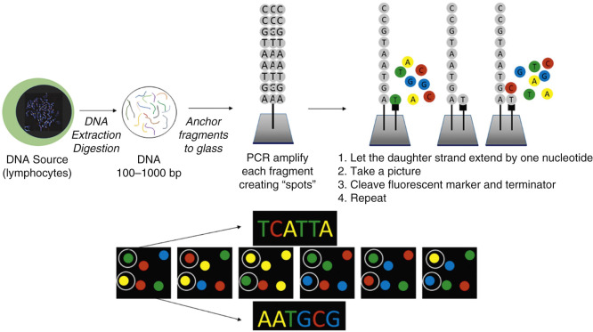 Breast Cancer Genetics: Syndromes, Genes, Pathology, Counseling ...