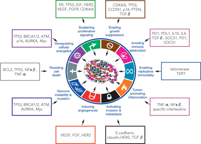 Molecular Oncology Of Breast Cancer | Oncohema Key