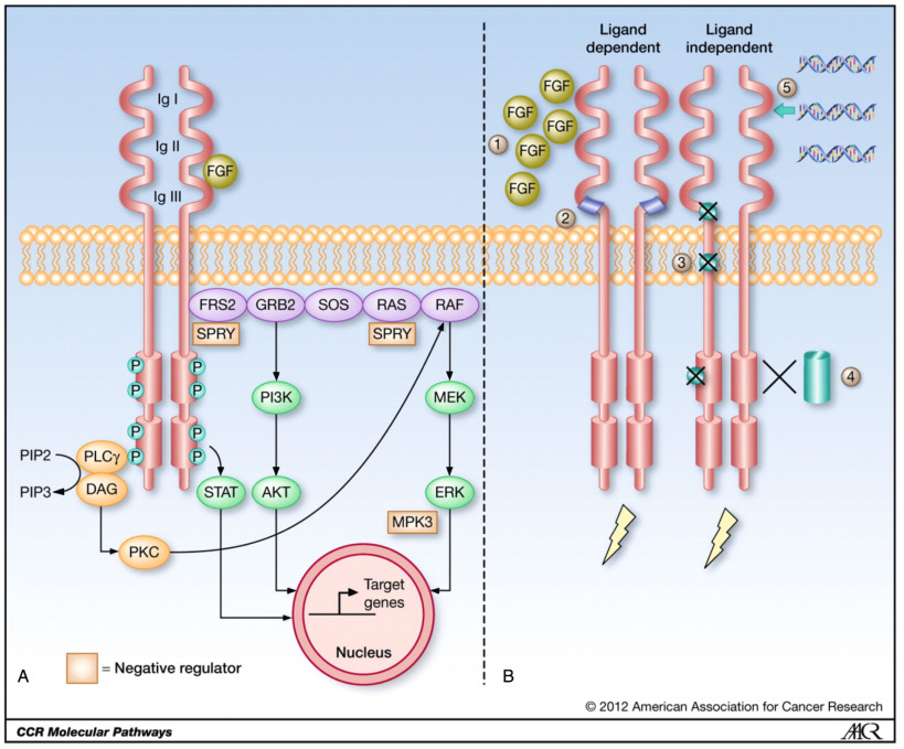 Molecular Oncology Of Breast Cancer | Oncohema Key