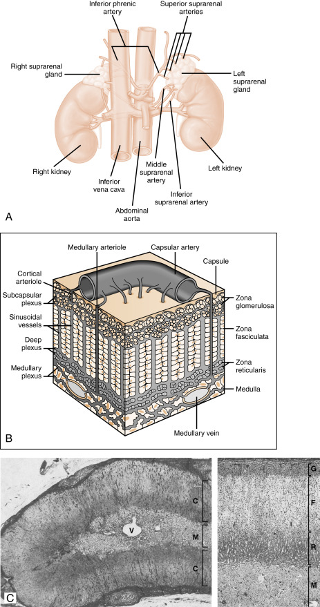 The Adrenal Gland | Oncohema Key