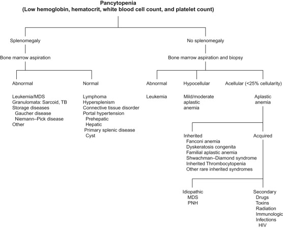 Bone Marrow Failure Oncohema Key