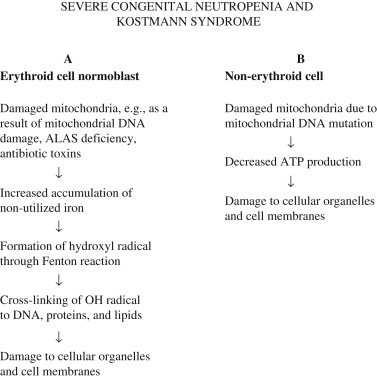Bone Marrow Failure Oncohema Key